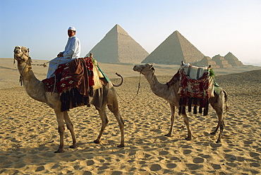 Camels and rider at the Giza Pyramids, UNESCO World Heritage Site, Giza, Cairo, Egypt, North Africa, Africa