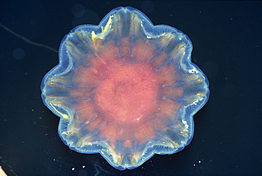 Close-up of a jellyfish on the surface of water, Tysfjord, Norway, Scandinavia, Europe