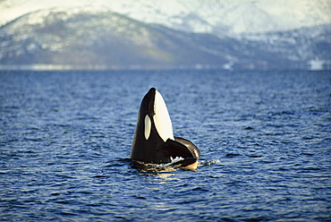 Killer whale spy hopping with calf in an Arctic Fjord, Norway, Scandinavia, Europe