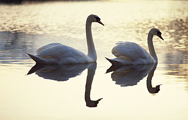 Two swans on water at dusk, Dorset, England, United Kingdom, Europe