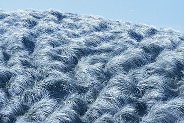 Coastal grasses in the breeze, Ireland, Europe