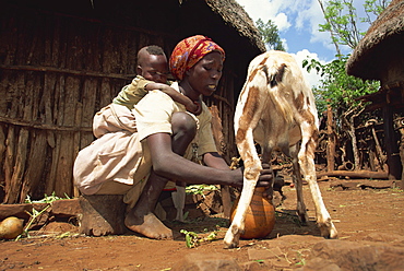 Mother with baby on her back milking goat, Harar, Ethiopia, Africa