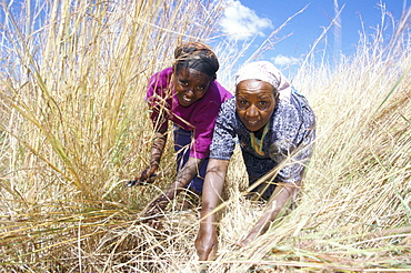 Two women cutting and gathering animal feed crops, Harer, Ethiopia, Africa