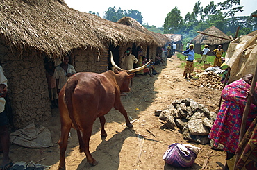 Mad cow walking around market stalls, Uganda, East Africa, Africa