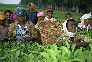 Picking tea on a plantation, Bonga forest, Ethiopia, Africa