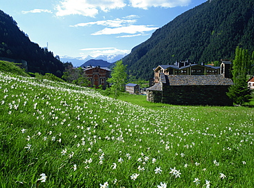 Poet's narcissus (Narcissus poeticus) and tiny old church above Arinsal village where Andorra's national flower grows in profusion, Arinsal, Andorra, Pyrenees, Europe