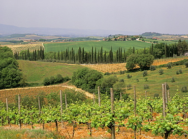 Vines and vineyards on rolling countryside in the heart of the Chianti district north of Siena, San Leonino, Siena, Tuscany, Italy, Europe