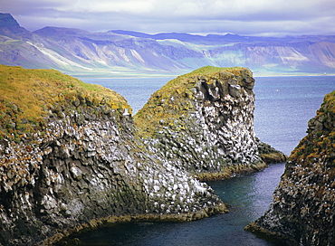 Sea cliff nesting sites in the columnar basalt for sea birds such as kittiwake (Rissa tridactyla), Arnarstapi, Iceland