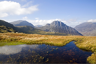 Bogbean (Menyanthes trifoliata) in foreground, with Glyder Fach, Bristly Ridge and Tryfan mountain east face across Nant yr Ogof, Snowdonia National Park, Ogwen, Conwy, Wales, United Kingdom, Europe