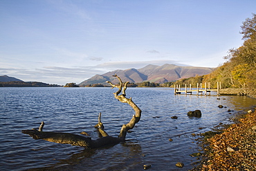 Log in water near Barrow Bay landing on Derwent Water, looking north to Skiddaw in autumn, Keswick, Lake District National Park, Cumbria, England, United Kingdom, Europe