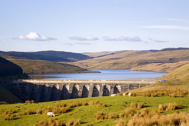 Scenic view of Llyn Nant-y-moch reservoir and dam with grazing sheep in winter, Ponterwyd, Ceredigion, Dyfed, Wales, United Kingdom, Europe