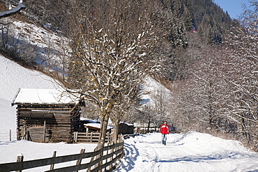 Man walking on Winterwanderweg cleared trail along Alpine valley with snow in winter, Rauris, Austria, Europe