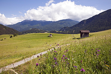 Summer Alpine flowers and meadows in green valley, Imst, Austria, Europe