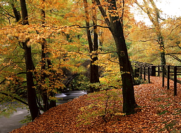 Breezy autumn day by the River Brathay footbridge, Skelwith Bridge, Cumbria, England, United Kingdom, Europe