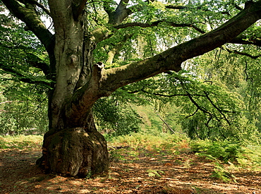 The New Forest, Hampshire, England, United Kingdom, Europe