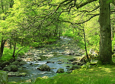 Afon Artro passing through natural oak wood, Llanbedr, Gwynedd, Wales, United Kingdom, Europe