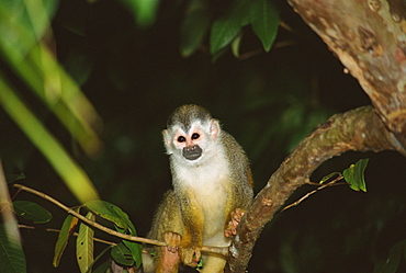 Squirrel monkey (Saimiri oerstedii) standing on a branch, Manuel Antonio, Quepos, Puntarenas, Costa Rica, Central America