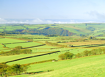 Earling morning mist drifting across fields of sheep on the edge of Exmoor National Park, Exmoor from Shoulsbarrow Common, Challacombe, Exmoor, Devon, England, UK, Europe