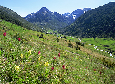 Wild orchids (Dactyorhiza sambucina), Vall d'Incles, Soldeu, Andorra, Europe