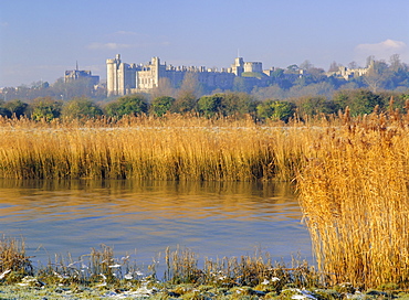 Reeds beside the River Arun, with Arundel Castle, the ancestral home of the Dukes of Norfolk beyond, Warningcamp, Arundel, West Sussex, England, UK, Europe