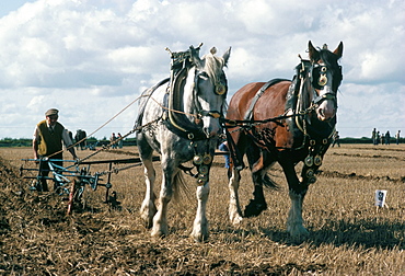 Ploughing with shire horses, Derbyshire, England, United Kingdom, Europe