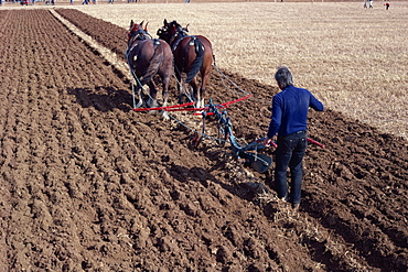 Ploughing with horses on a farm near Burford, Oxfordshire, England, United Kingdom, Europe