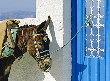 Donkey, Thira, Santorini, Cyclades Islands, Greece, Europe