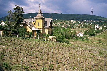 Vineyard (grapes for mainly red wine), in Mecsek Hills south of Pecs, Hungary, Europe