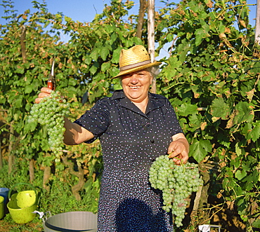 Grape picker near San Gimignano, holding Malvasia grapes, Tuscany, Italy, Europe