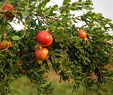 Pomegranates, Cappadocia, Anatolia, Turkey, Asia Minor, Eurasia