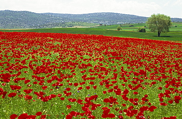 Spring flowers near Beysehir, Anatolia, Turkey, Asia Minor, Eurasia