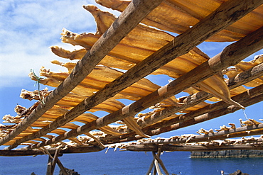 Cod drying, Camara de Lobos, Madeira, Portugal, Atlantic, Europe