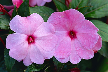 Close-up of Impatiens flowers, England, United Kingdom, Europe