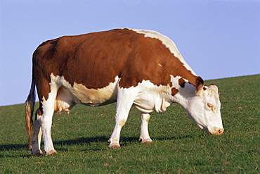 Hereford cow grazing on hillside, Chalk Farm, Willingdon, East Sussex, England, United Kingdom, Europe