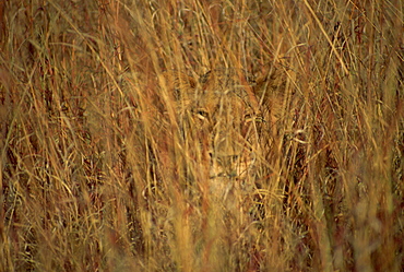 Portrait of a lioness hiding and camouflaged in long grass, looking at the camera, Kruger National Park, South Africa, Africa