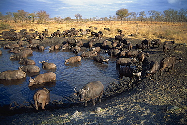 A herd of Cape buffalo (Syncerus caffer) drinking at a water hole, Kruger National Park, South Africa, Africa