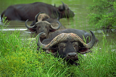 Close-up of head of cape buffalo (Syncerus caffer), Kruger National Park, South Africa, Africa