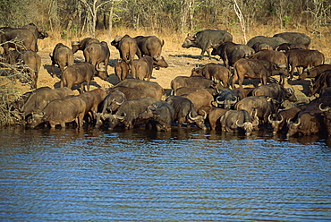 A herd of Cape buffalo (Syncerus caffer) drinking at a water hole, Kruger National Park, South Africa, Africa