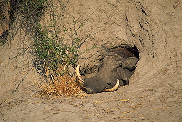 Close-up of the head of a warthog (Phacochoerus africanus), in a burrow, Okavango Delta, Botswana, Africa