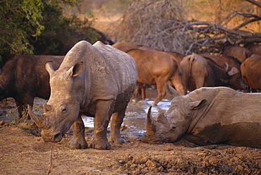 Square-lipped Rhino (Ceratotherium simum), Kruger Park, South Africa