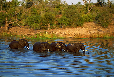 Small group of African elephants in water, Kruger National Park, South Africa, Africa