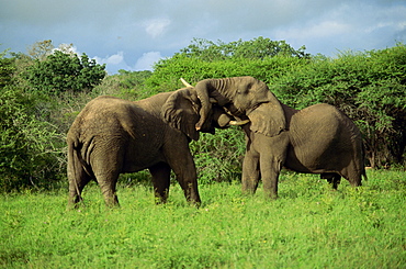 Two African elephants greeting, Kruger National Park, South Africa, Africa