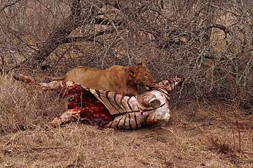 Lion (Panthera leo) with prey, Kruger Park, South Africa, Africa