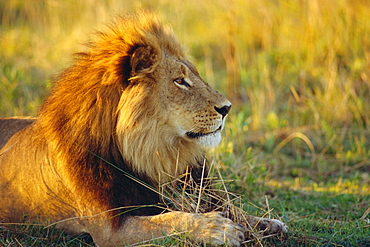 Portrait of a Lion (Panthera leo), Okavango Delta, Botswana