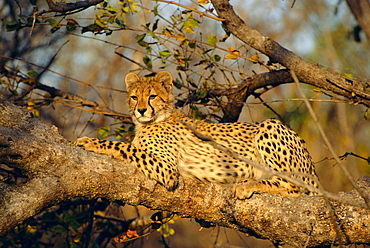A Cheetah (Acinonyx jubatus) in a tree, Kruger Park, South Africa