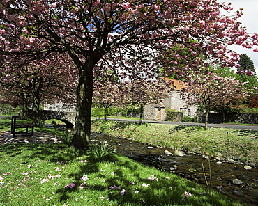 Dollar in spring, Central Region, Scotland, United Kingdom, Europe