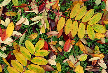 Overhead view of autumn (fall) leaves on the ground