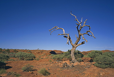 Arid landscape with dead tree in Kings Canyon, Watarrka National Park, Northern Territory, Australia, Pacific