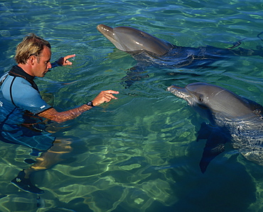 Swimming with the dolphins, Sea World, Surfers Paradise, Queensland, Australia, Pacific