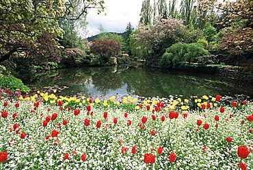 Tulips in the Butchart Gardens, Vancouver Island, Canada, British Columbia, North America